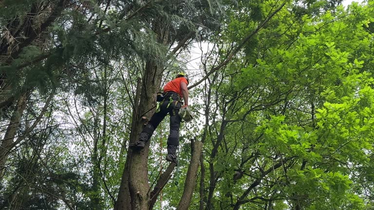 How Our Tree Care Process Works  in Roscoe, TX